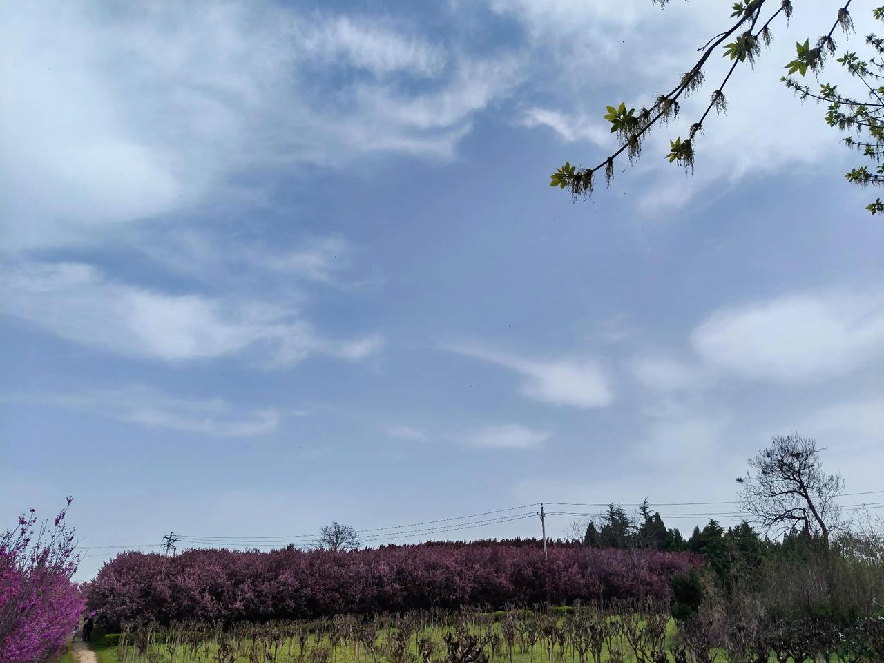 抬头撞见这一片紫海，真的被春天狠狠拿捏了！漫山遍野的紫荆花铺成了紫色的花墙，连天
