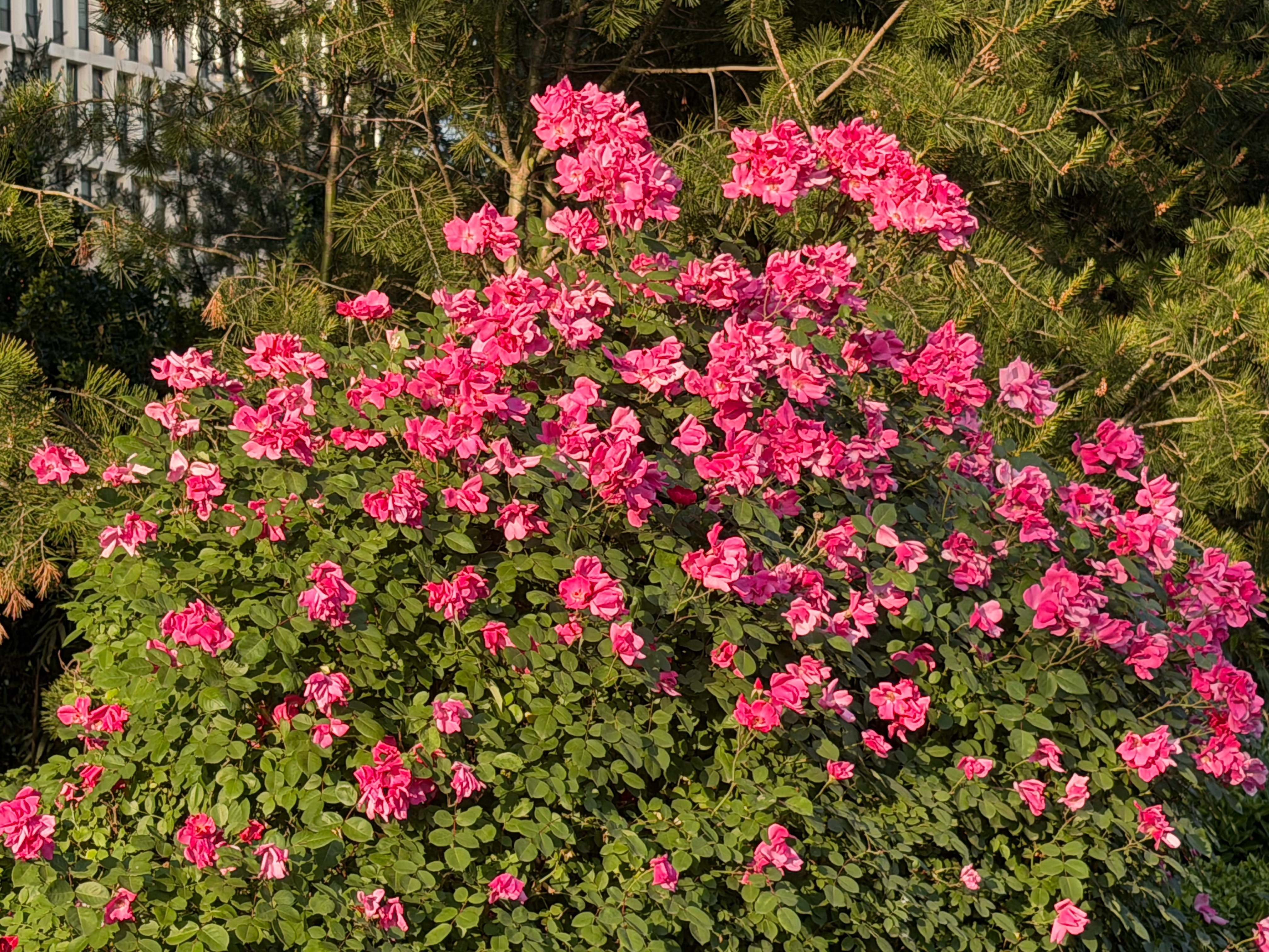 大姨妈要来了虚弱的早晨，振奋一下精神每天早起打卡