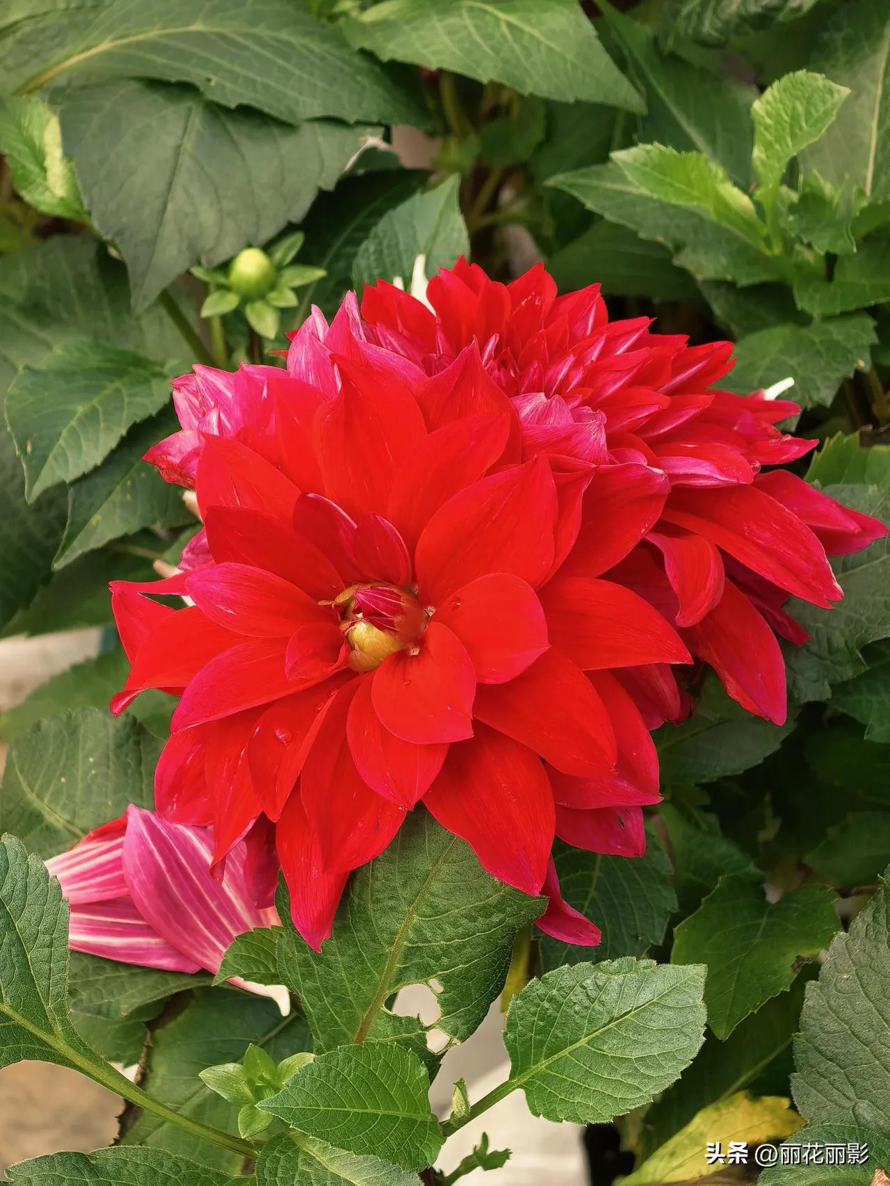 炎热的夏天，灿烂的花朵！

昨夜电闪雷鸣狂风大作，一场暴风雨突然来临。

窗外暴