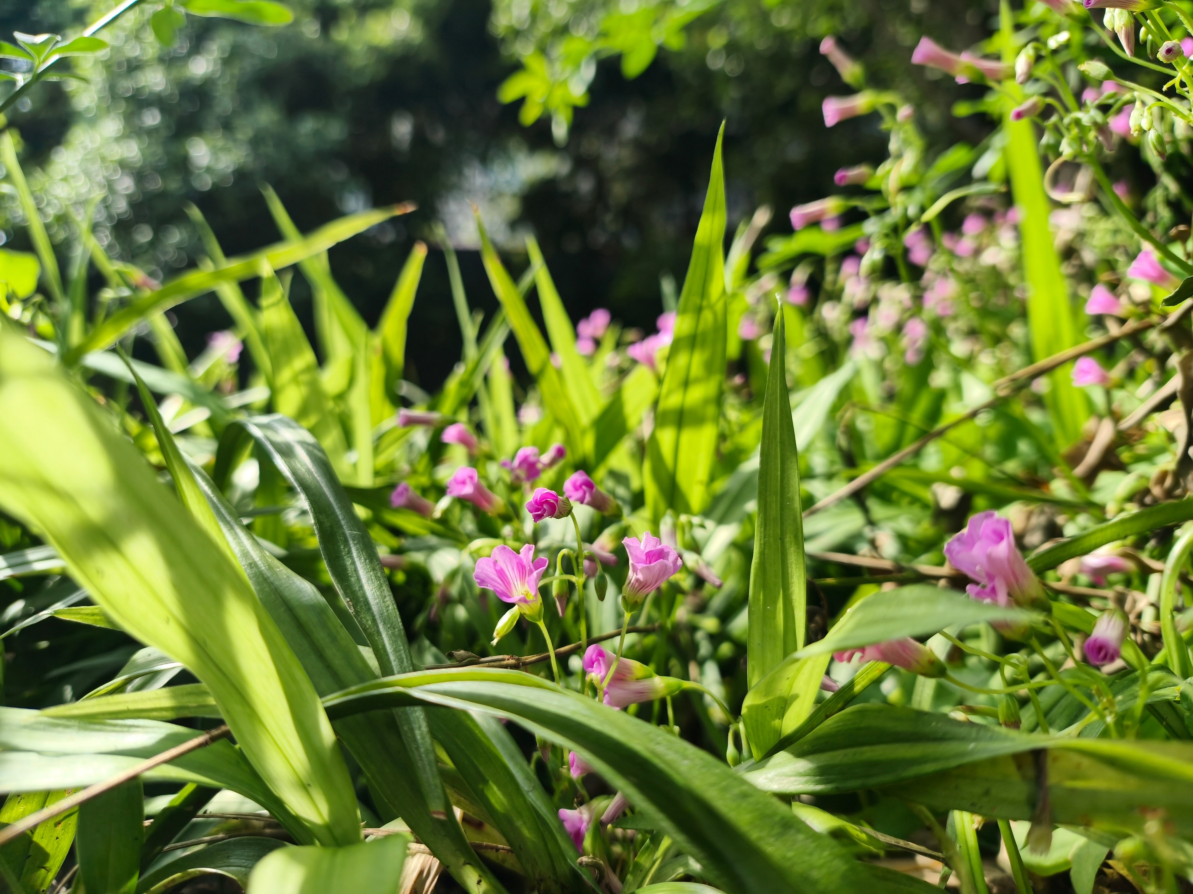 用一款影像机和一款主打游戏的手机分别拍的，感觉画质差不多了，只有风格上不太一样无