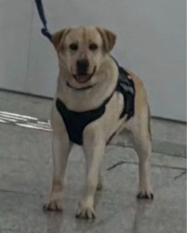 车若初见 这小眼神，饿一天了吧