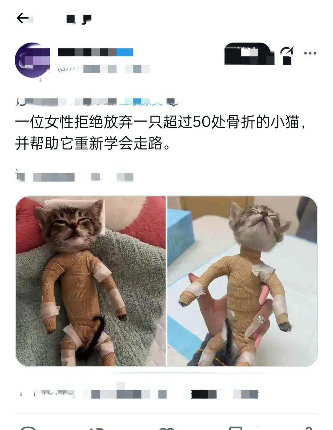 谁能看着不揪心？小猫浑身50多处骨折，全身被绷带牢牢裹住。
 
救助它的女士没有