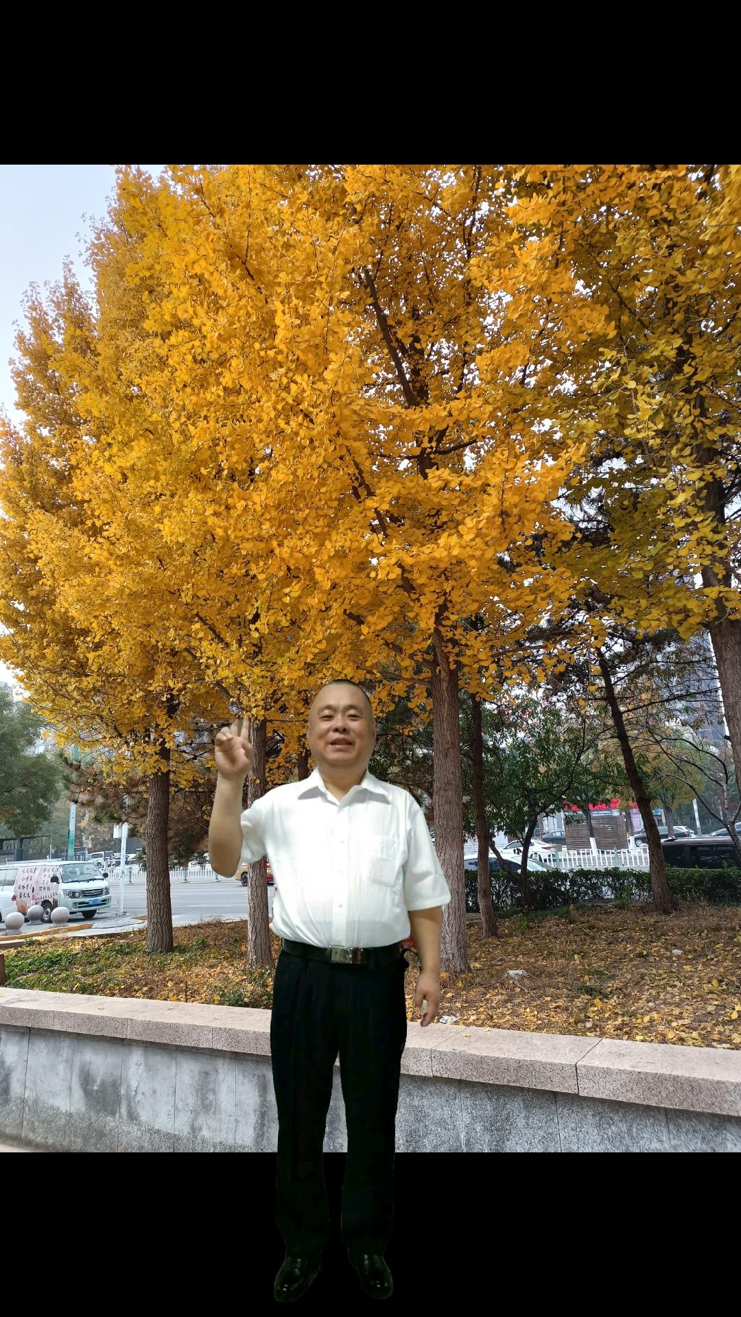 北京的银杏树叶黄了，好美的秋色呀！