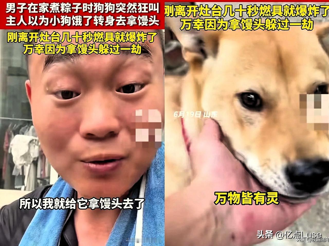 6 月 19 日，山东一男子在家煮粽子时，家里的大黄狗突然狂叫不止，主人以为是大