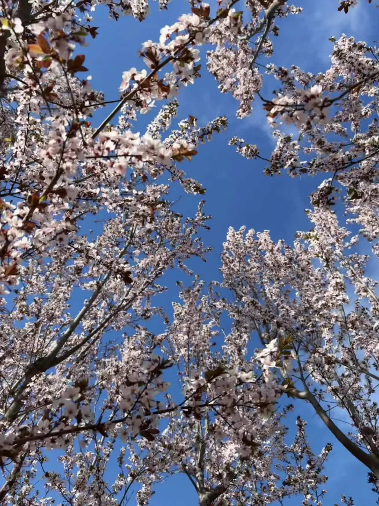 满的要溢出来的春天🌸