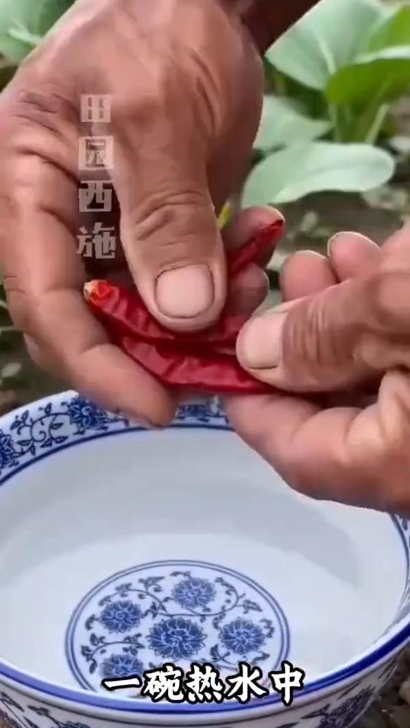 今天教你天然杀虫剂。
一碗热水中加入3个辣椒、2个大蒜，再加一点洗洁精搅拌均匀，
