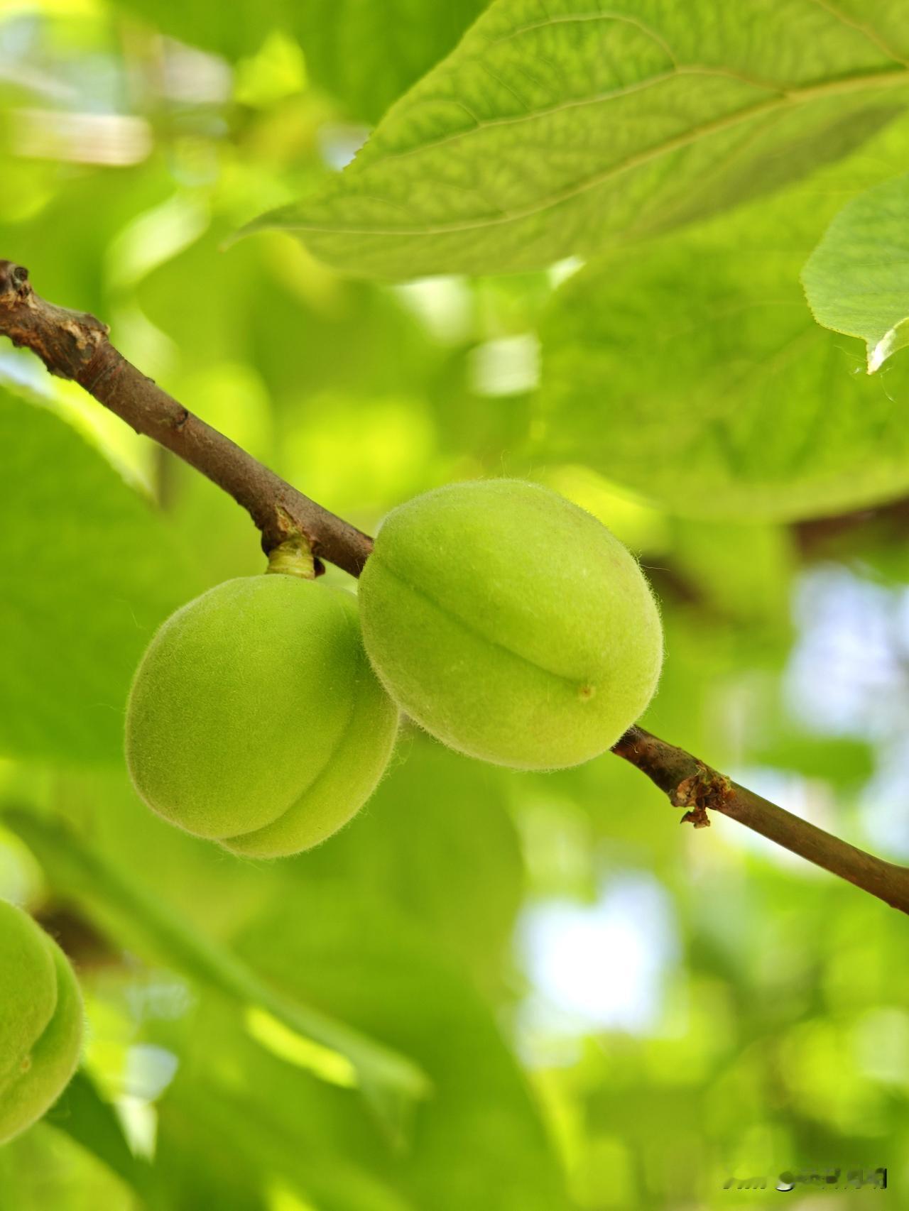 天气晴暖，推着老头子到住院楼下晒晒太阳，顺便欣赏一下春天的嫩绿，这个季节的绿带着