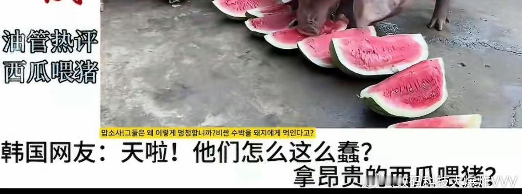 西瓜喂猪，米饭喂猪，让日韩网友破防的那一瞬间 