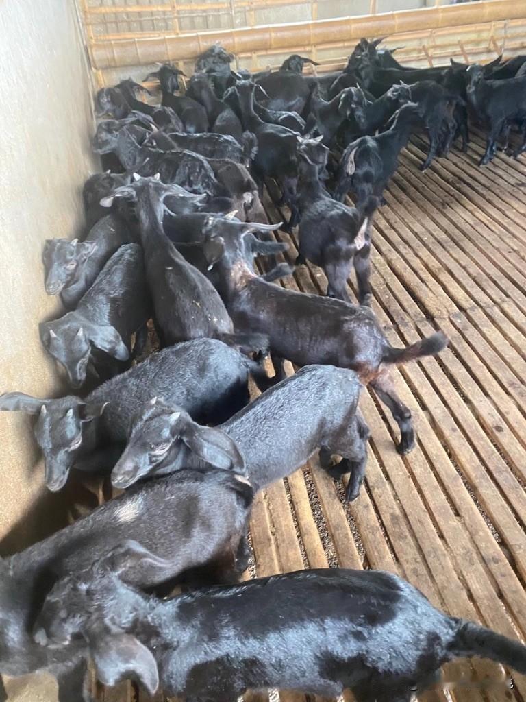 前期算好成本，圈舍、种苗、饲料、疫苗都是必要开支，还要预留应急资金。刚开始养个二