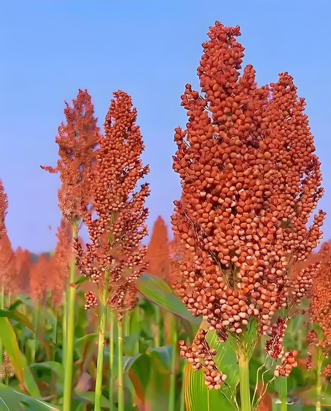 张艺谋花800元向莫言买《红高粱》电影剧本版权，这事放在现在看，很多人觉得少得离