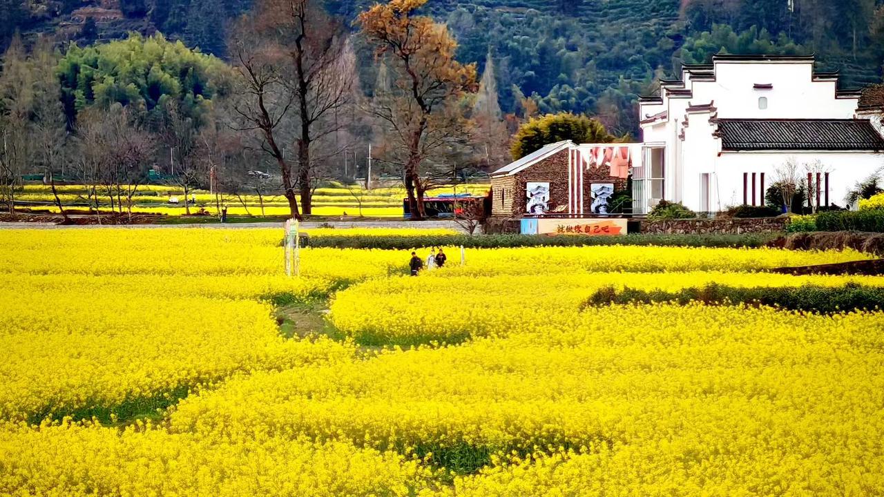 记录我的2026这片金灿灿的油菜花海，把春日的氛围感直接拉满！白墙黛瓦衬着明艳的