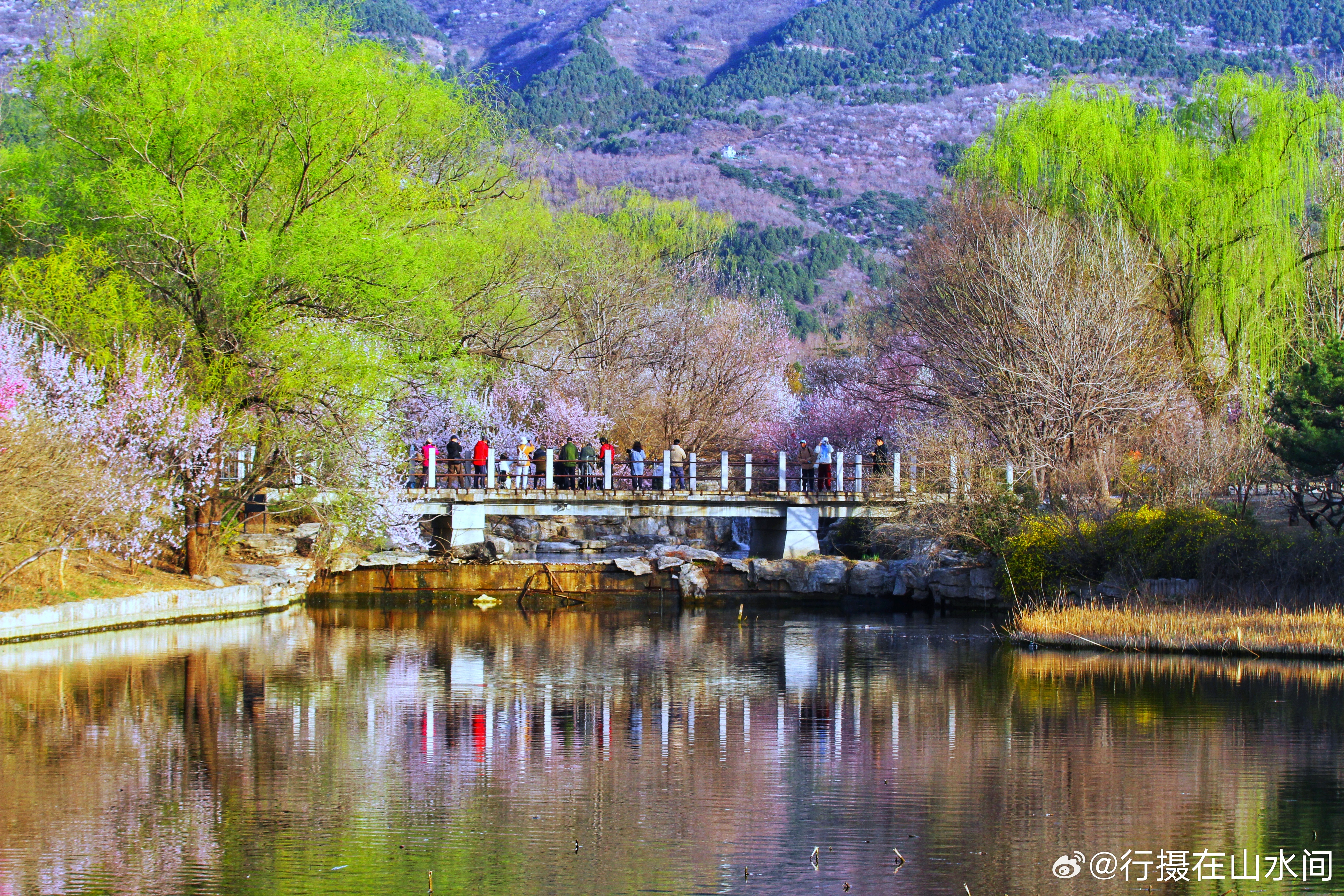 国家植物园春色满园2026.3.27摄影北京春日拾光