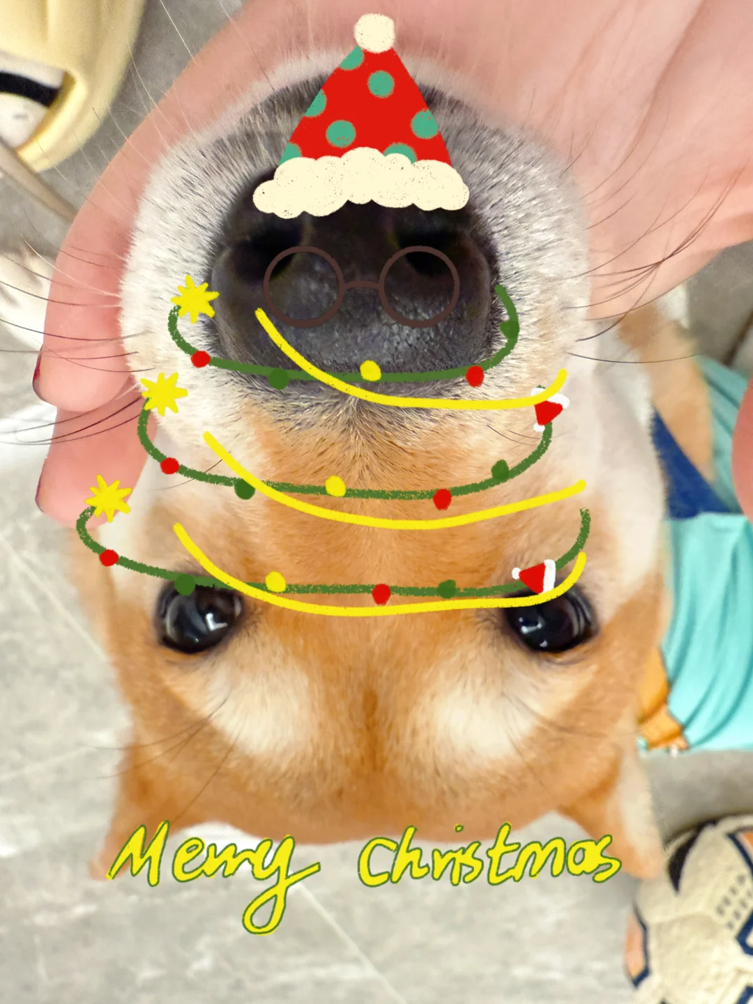 不是圣诞树买不起 狗嘴筒子更有性价比