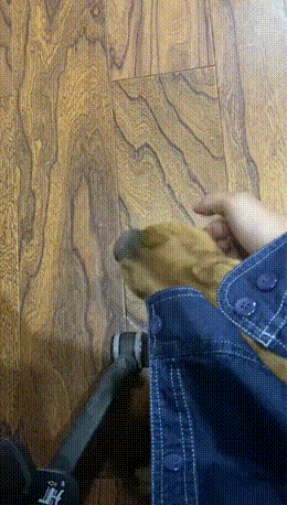 到底谁是狗？你就说说到底谁是狗？一天天的，办的叫什么事。