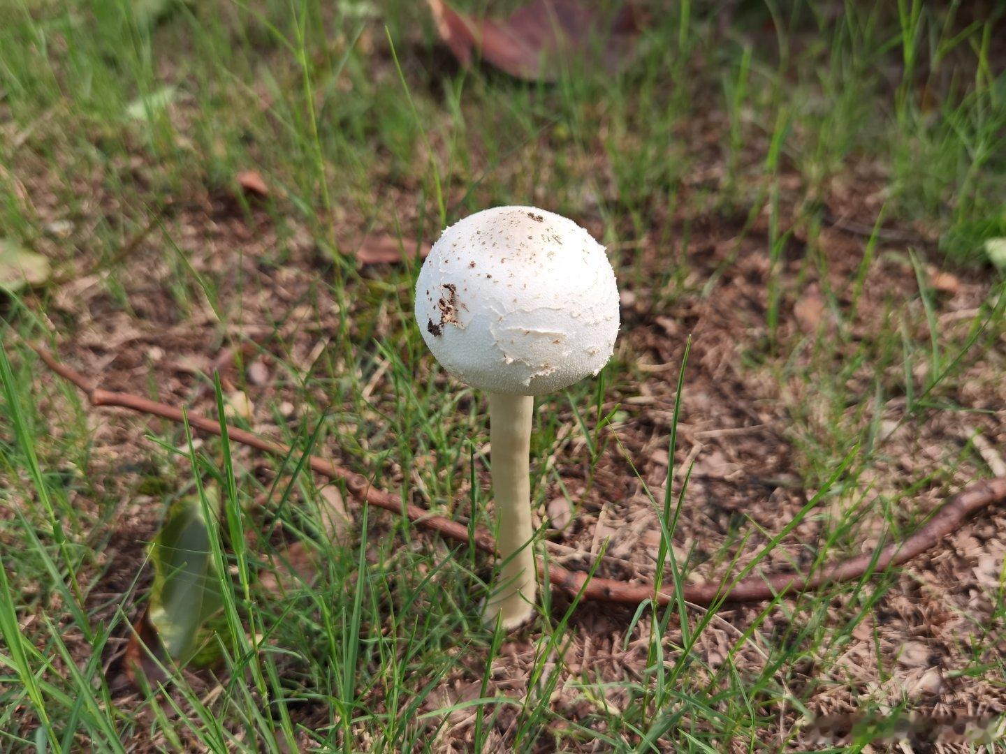 台风过后，马路边的草坪上悄悄冒出一簇白色蘑菇，伞盖撑开，在路边安静生长。在泥土与