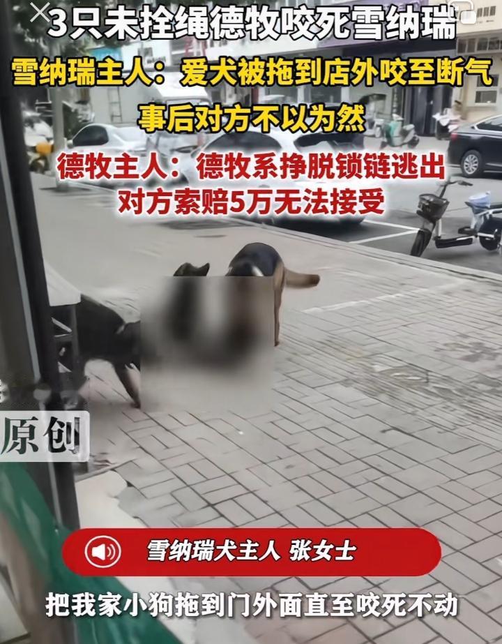 河南周口三只未栓绳德牧冲进一家店咬住小狗雪纳瑞，主人张女士远远的看着不敢靠近，德