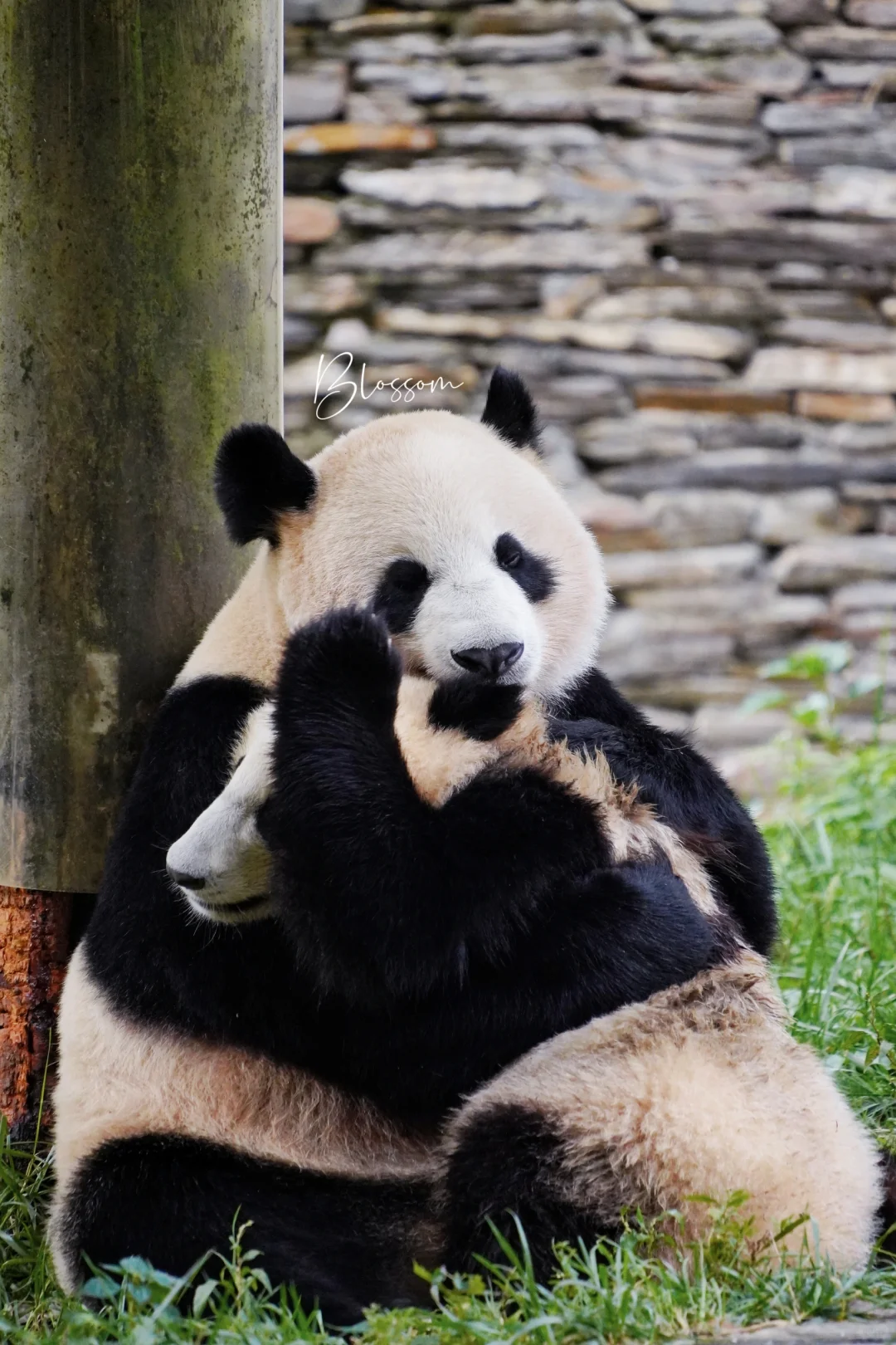 240910 苏琳：抱抱我的崽，来，妈妈爱