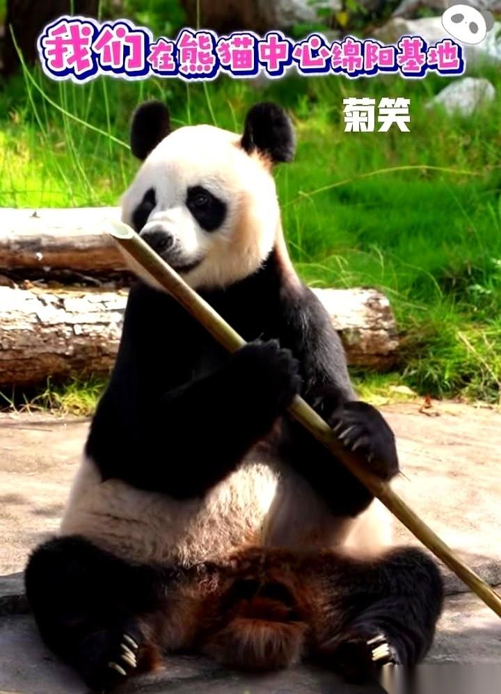 从广州长隆到四川绵阳，7只大熊猫的这次集体“搬家”硬是搞出了大阵仗。你以为笼子一