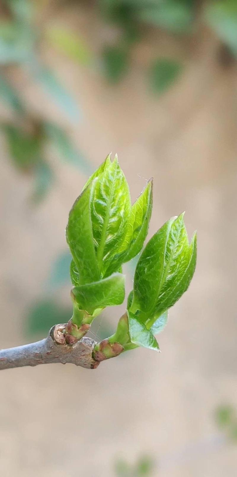 下联；春驭抽芽归。
小草抽芽，春天就回来了。
春对秋，驭对乘，抽芽对落叶，归对去