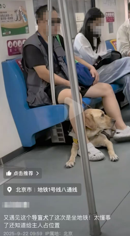 【#残联回应爬泰山导盲犬被指未接回# 21日已接回基地】#残联确认导盲犬芬迪已接