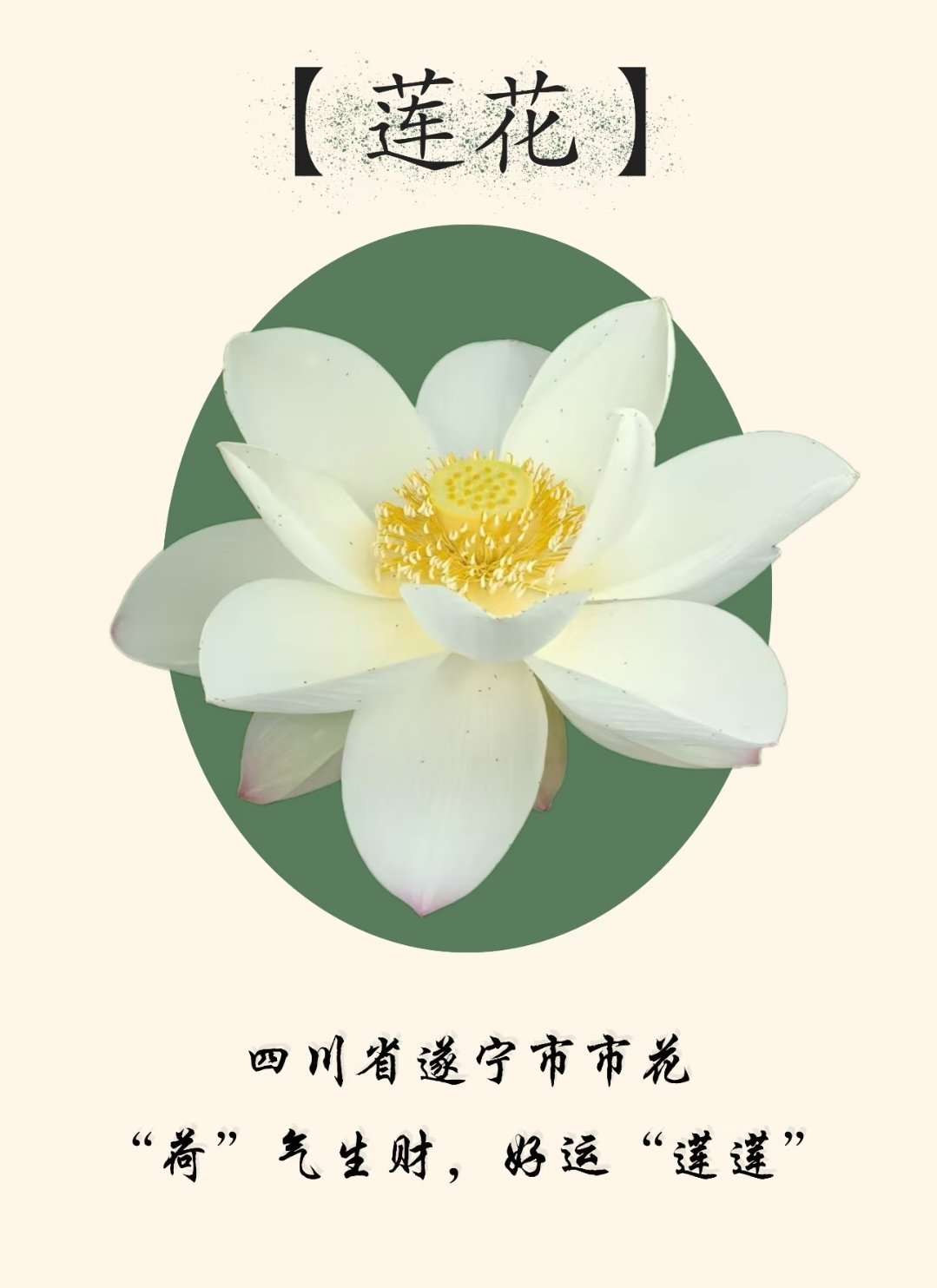 第一次见荷花塑鞠婧祎，出淤泥而不染，濯清涟而不妖，这也太适配了刚好鞠婧祎家乡遂宁