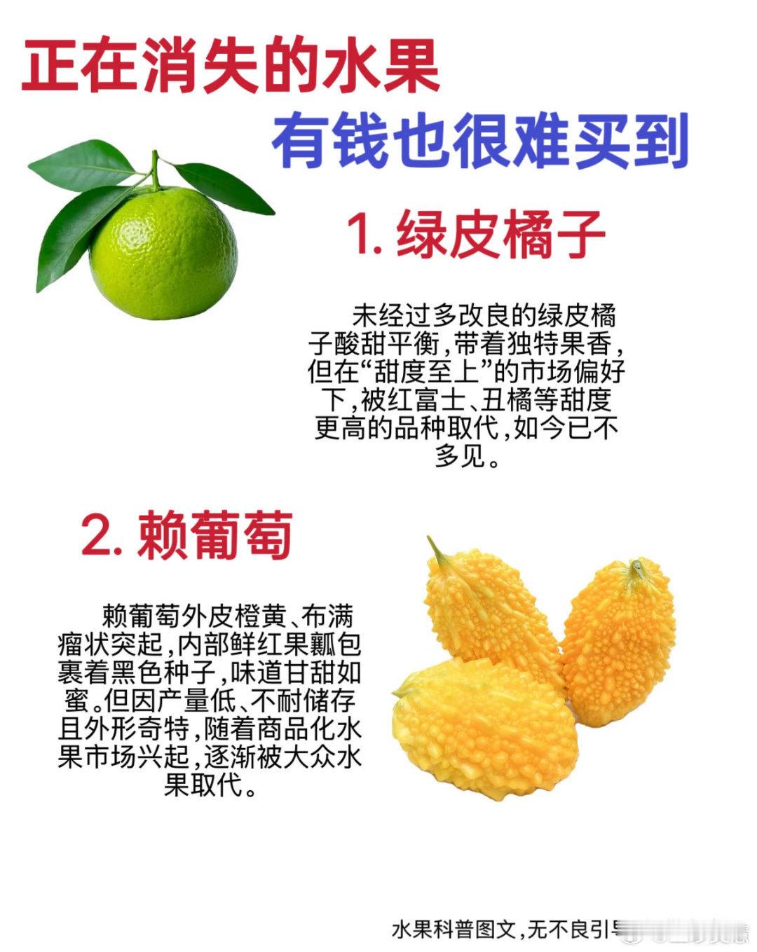 老式水果为何消失了你还真别说，小时候亲戚来拜年，总是提着一麻皮袋青桔，吃起来那叫