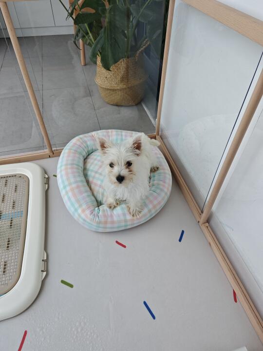 西高地幼犬
