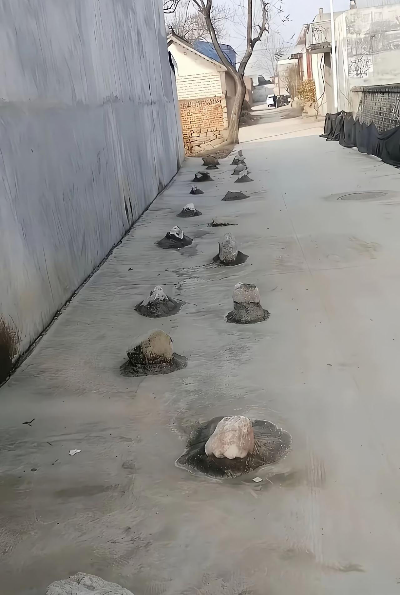 路过老家村里的小路，发现水泥地上嵌了一排石头，从街头延伸到街尾，看着怪有意思的。