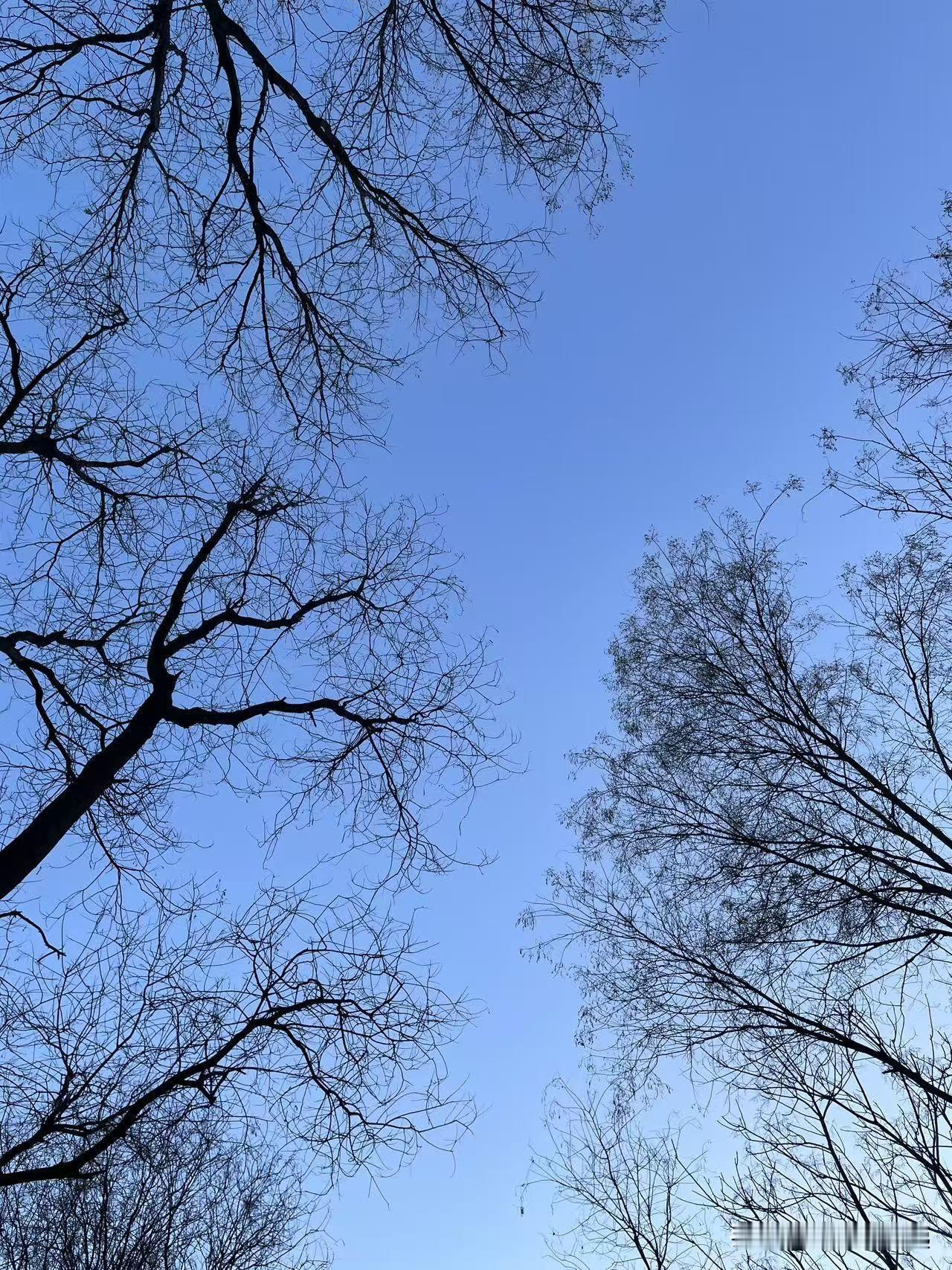 这两天北京刮大风，下午风稍微小点，出去走走。入冬时节，树叶早已凋零殆尽，枝头光秃