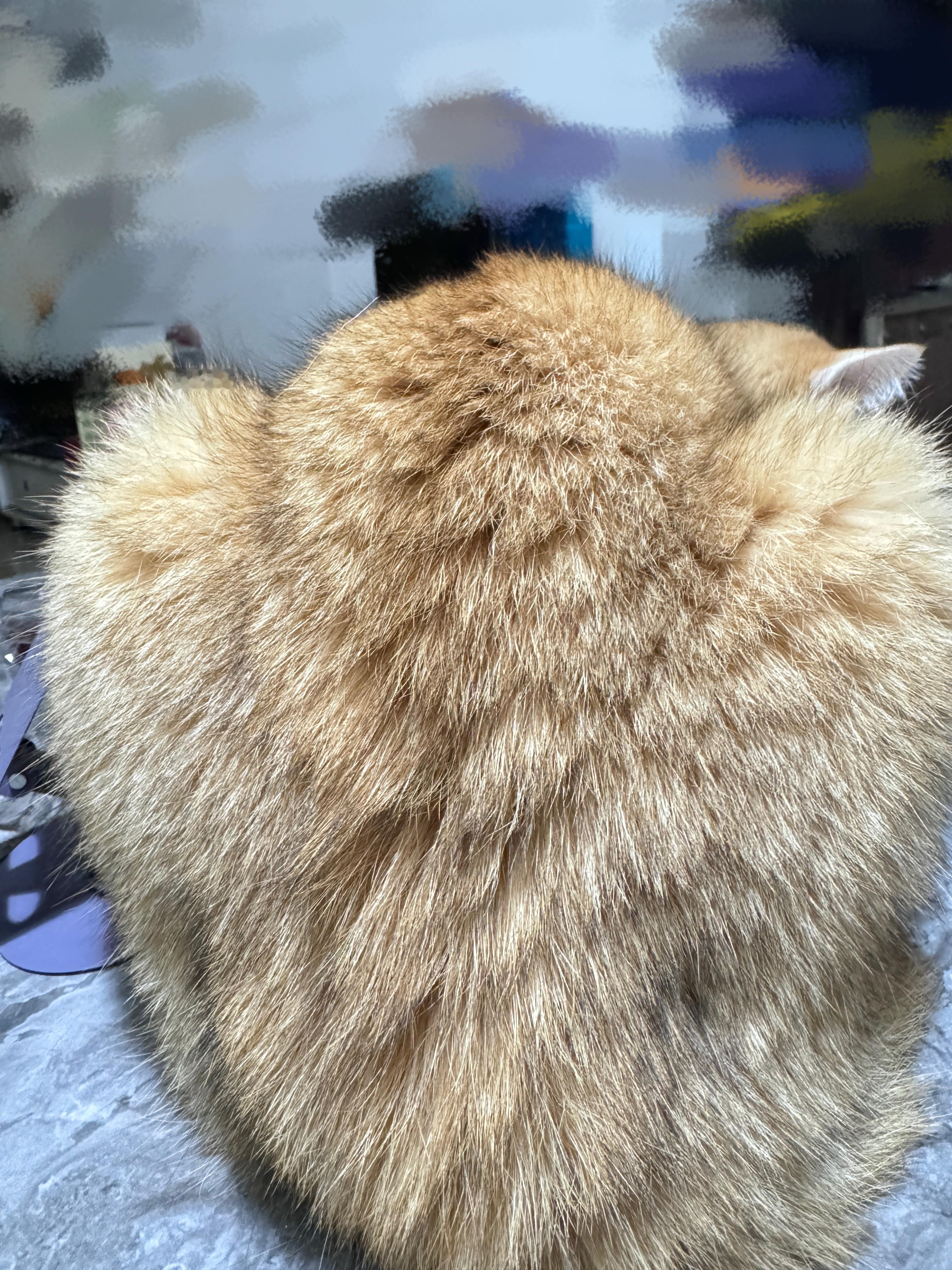 连屁股都是爱我的形状