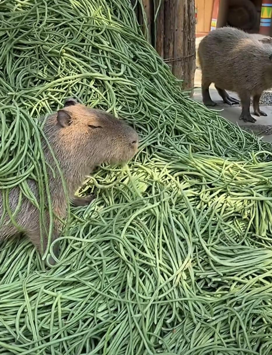 卡皮巴拉的爱，我吃多少呀，它吃全免费！