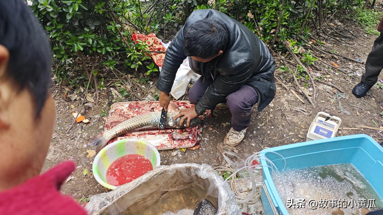 一头大鱼，现实比画面更大!