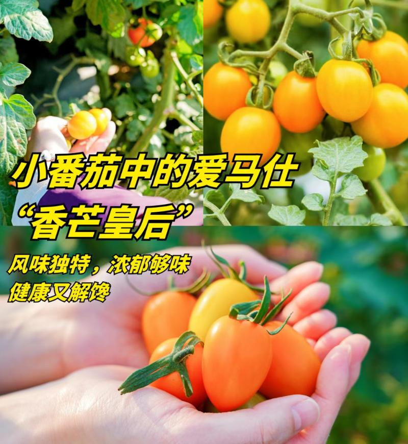 【小番茄中的爱马仕香芒皇后采摘5元一斤】明珠农业园又有着数来了！号称小番茄中的爱