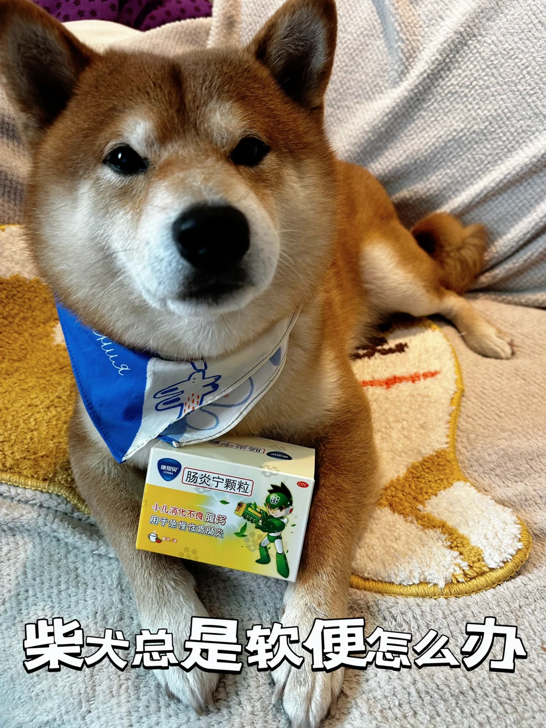 柴犬狗狗拉稀必备药