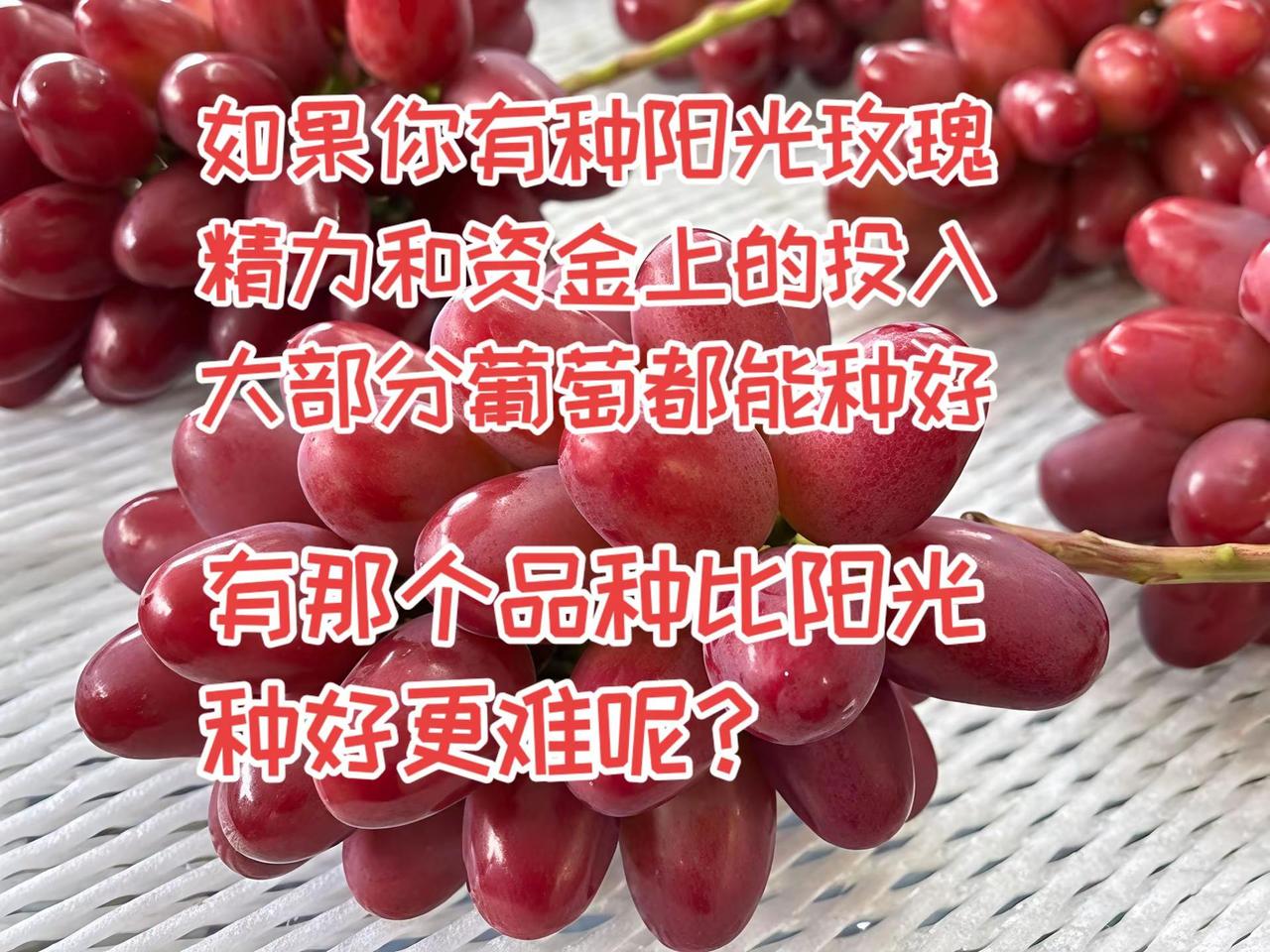 细想阳光玫瑰的种植达到存库标准，比其他葡萄都难，颗粒大，串型好，糖度高，硬度好，