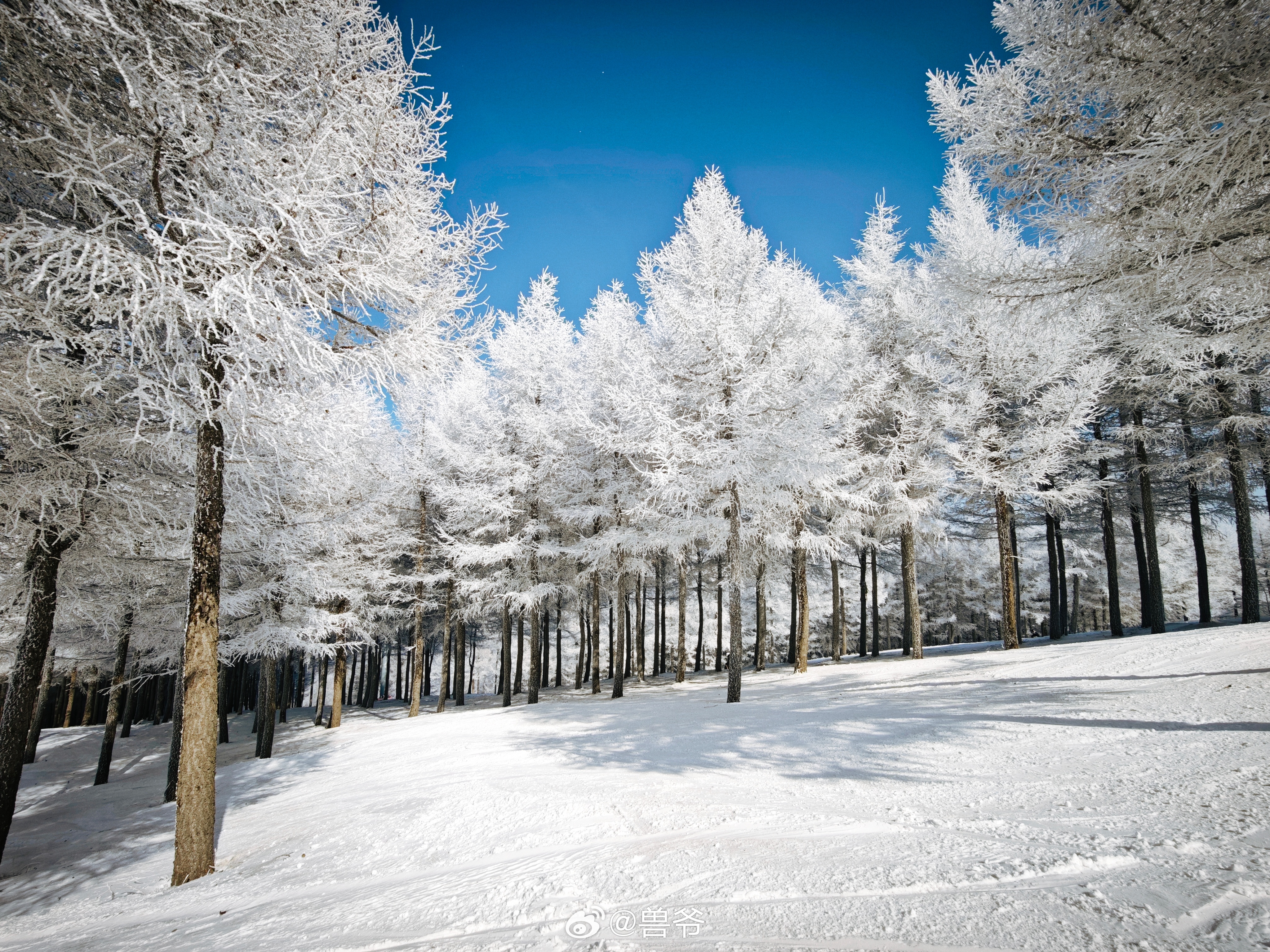 说今天有一亿人在万龙，幸好没去。翻出前几天雪后带胖小米在万龙滑雪的照片。今年雪季