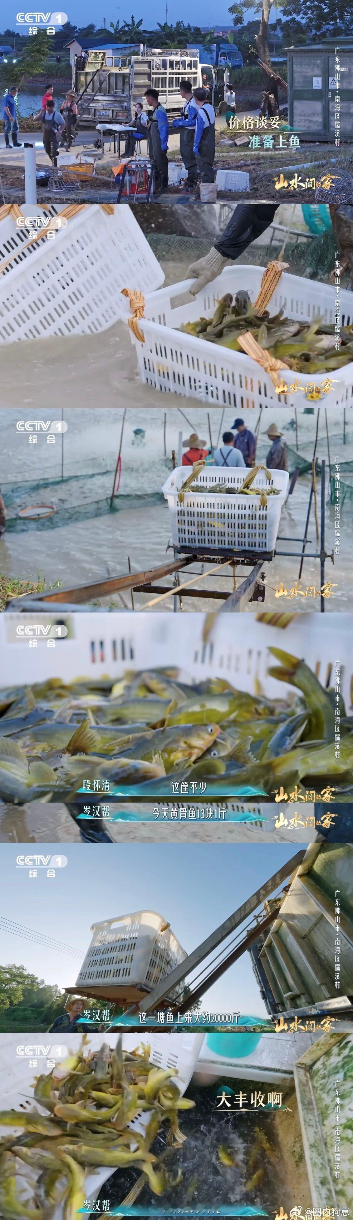 天未亮塘边已喧腾，“鱼电梯”省劲又高效，每尾黄骨鱼都藏着渔民与时间赛跑的坚守～ 