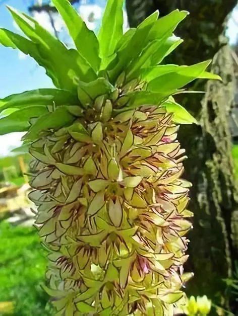 恰似菠萝花……