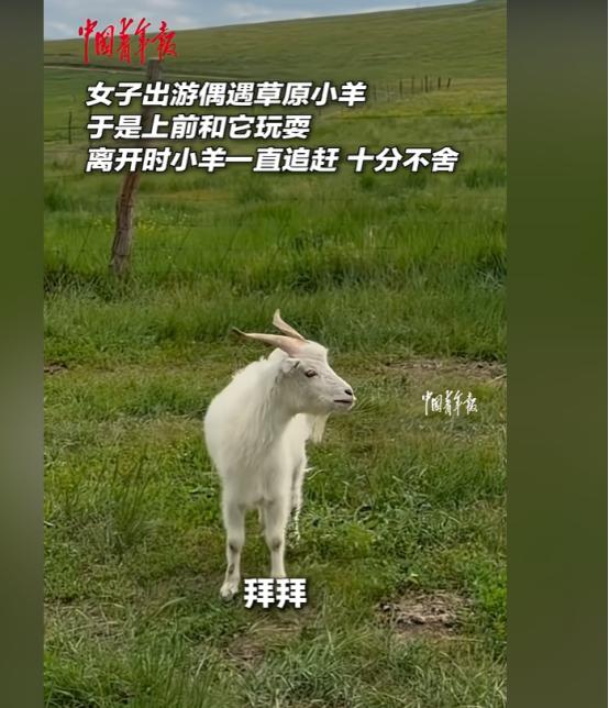 “太有灵性了！”女子去内蒙古旅行，与一只小羊玩耍建立了深厚的感情，离开时，女子对