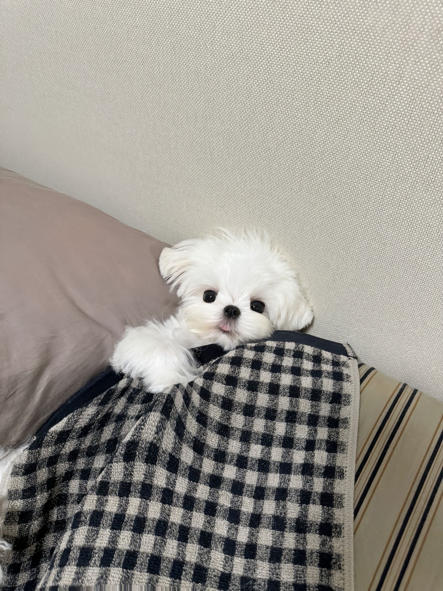 它好像一个小宝宝哇#萌宠##宠物卖萌中心# ​​​