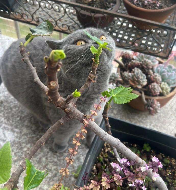 日常晒猫，看着满地狼藉真的笑哭。你是非要把叶子全都嚯嚯完才肯罢休是吗？这一地碎渣