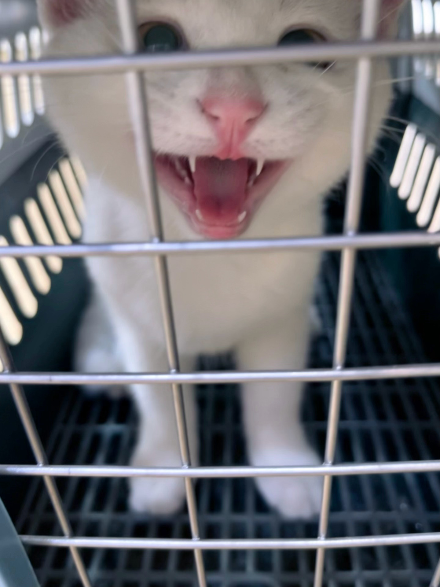 又来扎针了，终于，我们的生活从一地鸡毛变成了满身猫毛。