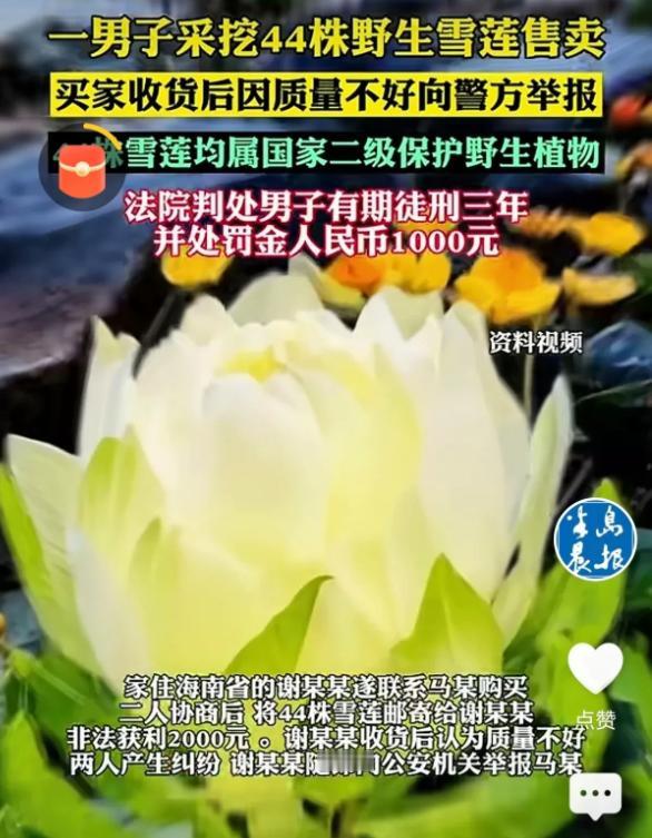 新疆，乌鲁木齐一男子上山采蘑菇时，意外发现一片野生雪莲，他非常高兴，于是一下子把