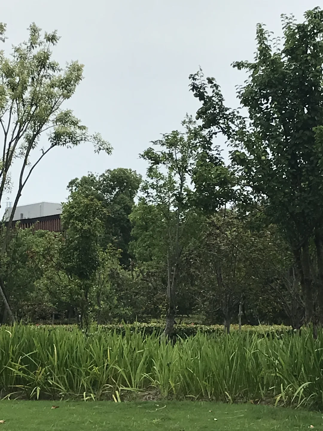 一片绿油油的草地