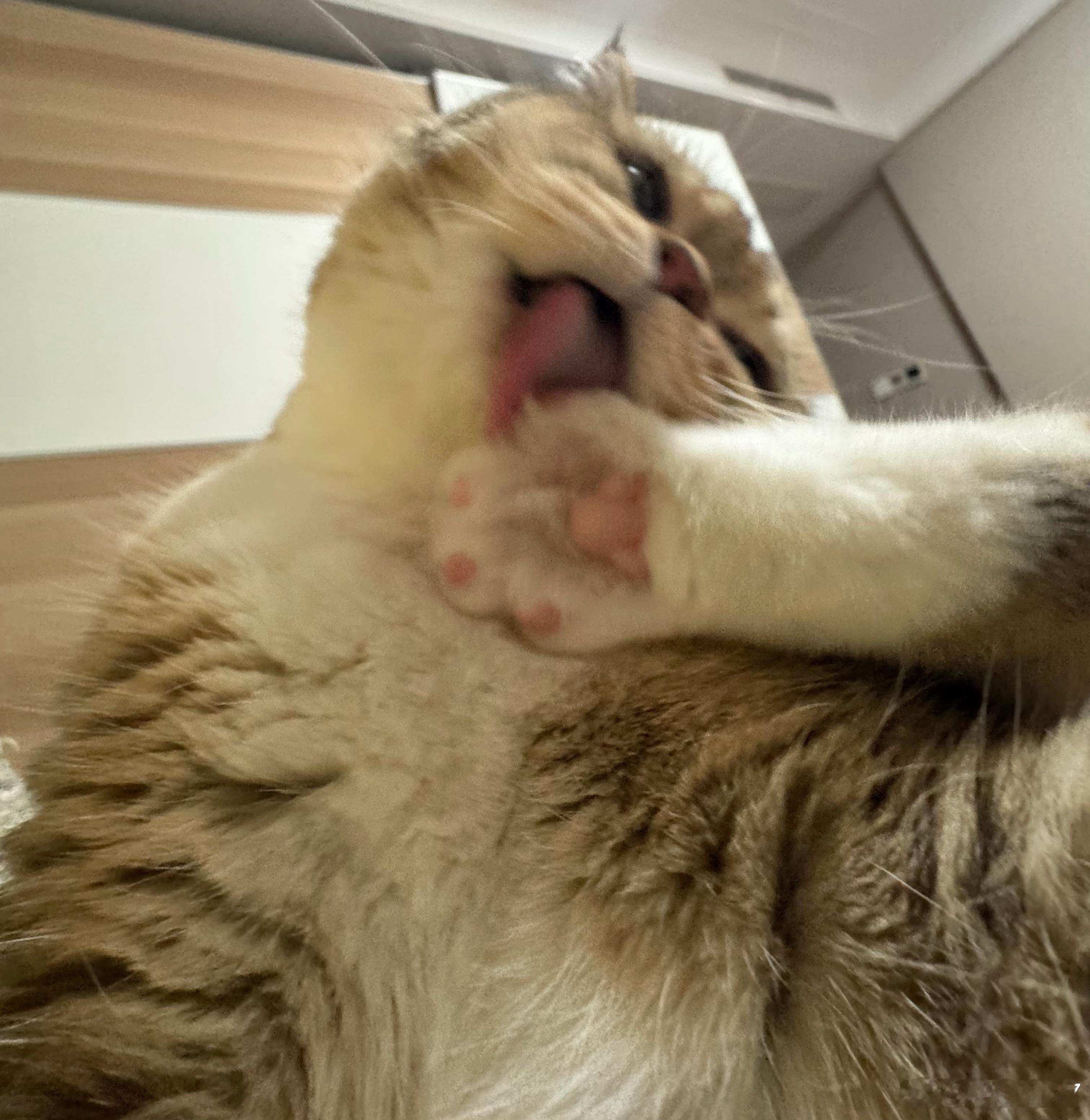 舔舔 啃啃 