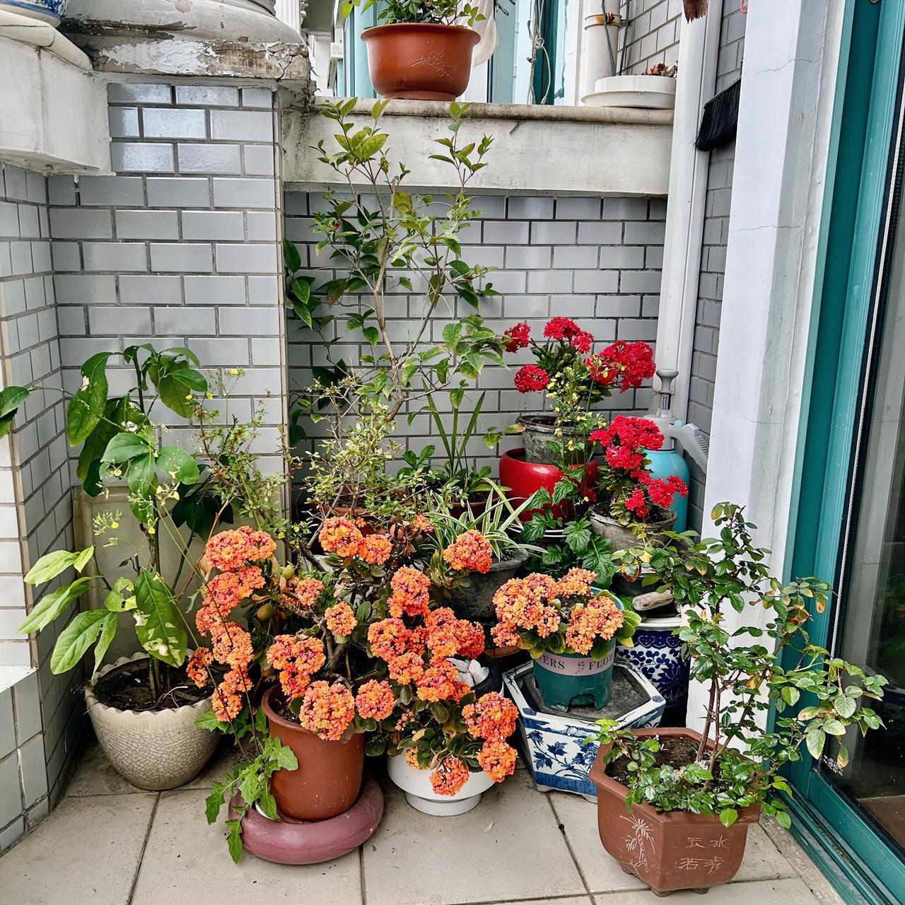寒舍阳台上的长寿花，月季花，朱顶红，迎春盛放，花开朵朵，赏心悦目，在此品茗赏花，