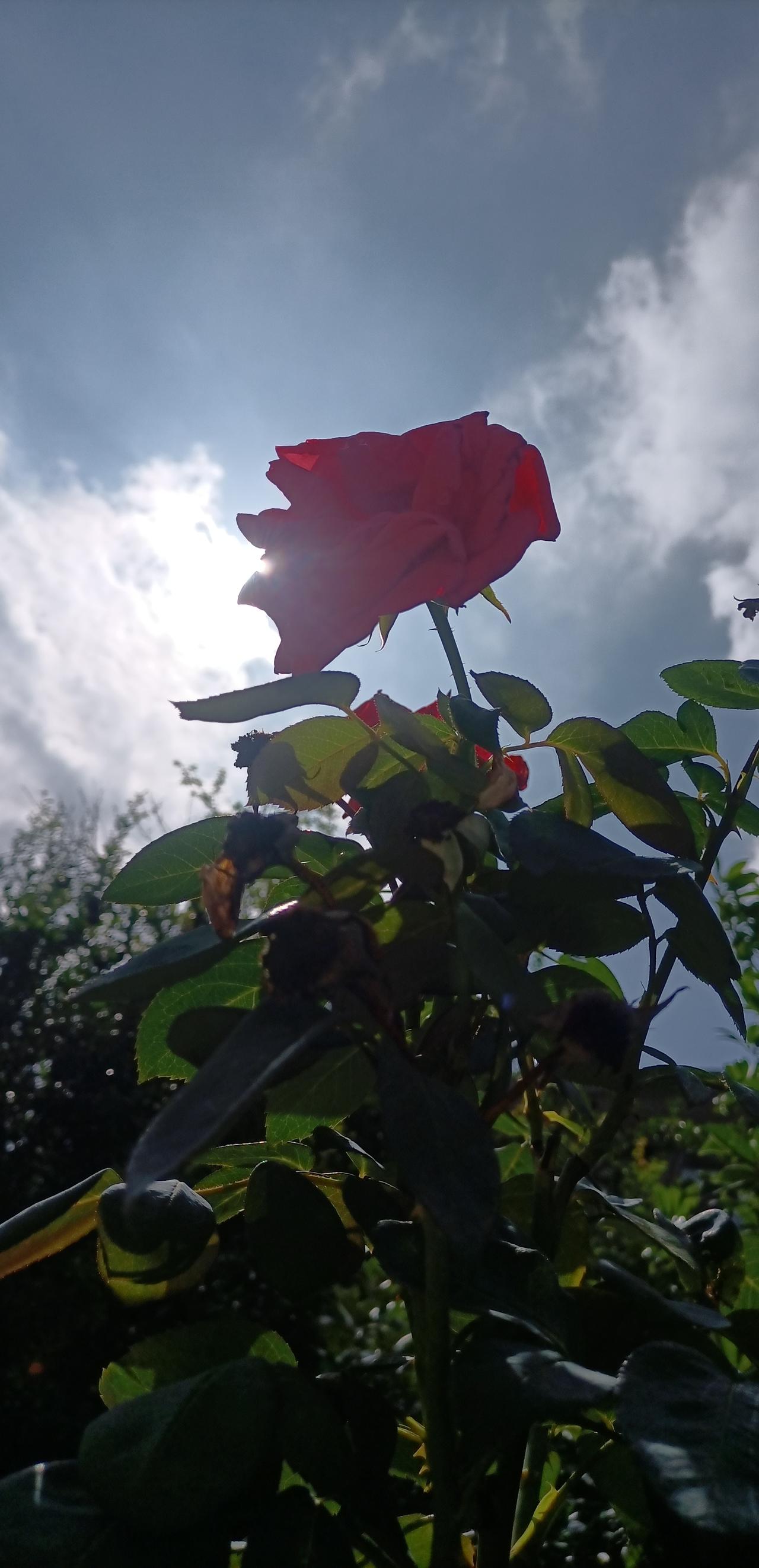 【夏之韵·逆光中的红月季】夏日生活打卡季
手机随拍：逆光中的红月季。

迎着夏日