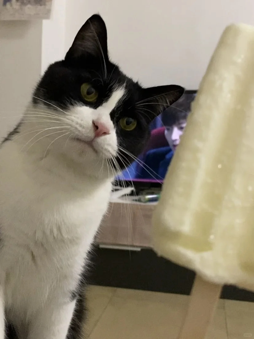 小猫想吃雪糕后续