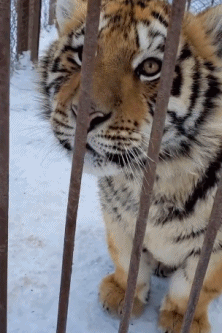 也是一只小猫咪呀~