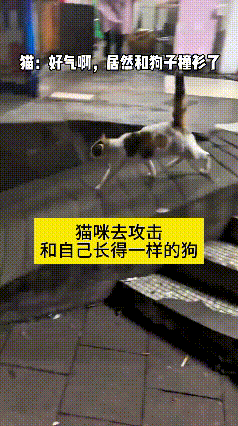 夜里遛狗碰到一桩趣事，小花猫瞅见花色相近的狗子，当场就不乐意了，气冲冲就往上扑。